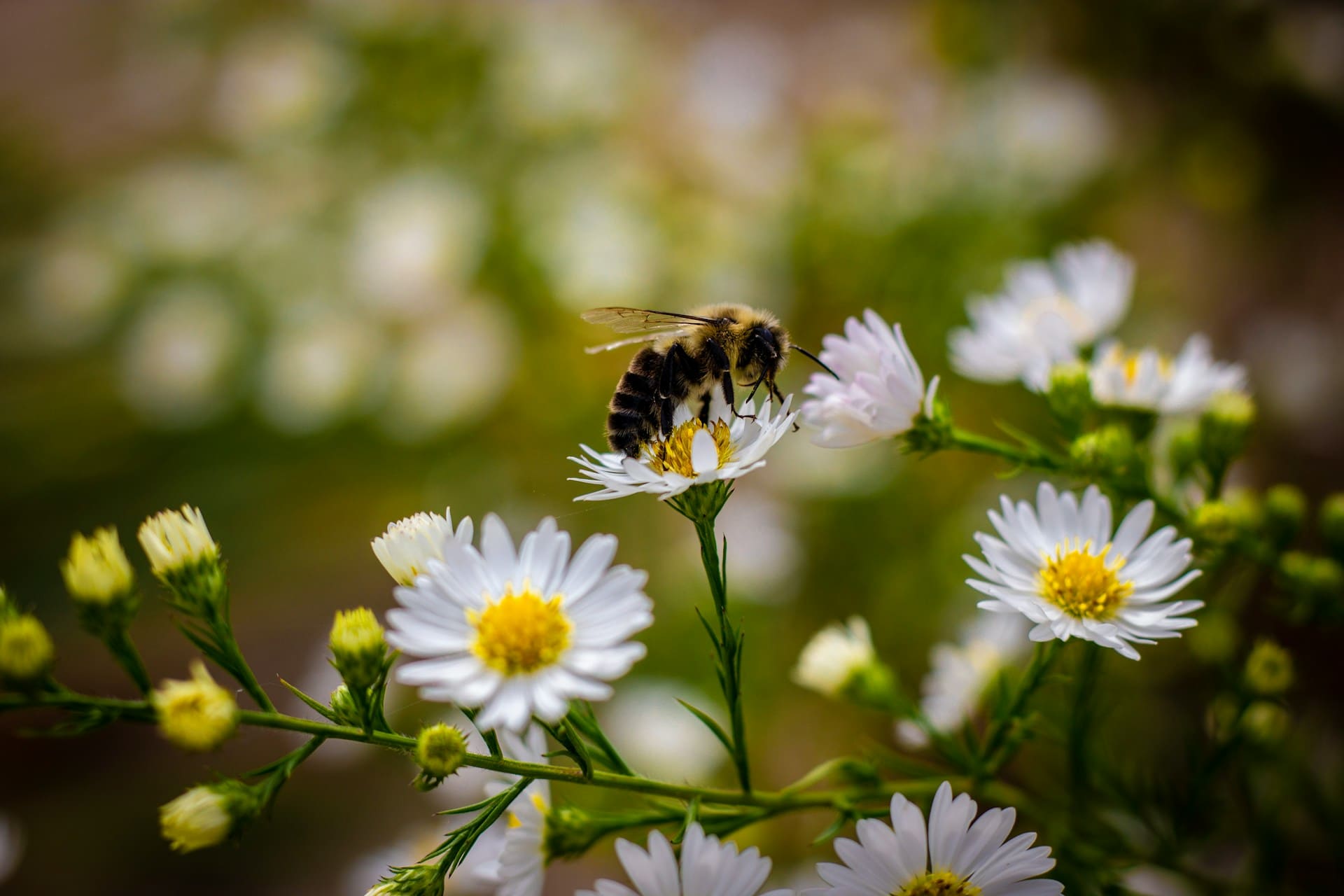 les abeilles au jardin